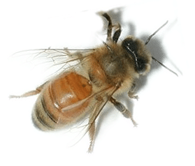 honey bee - apis mellifera