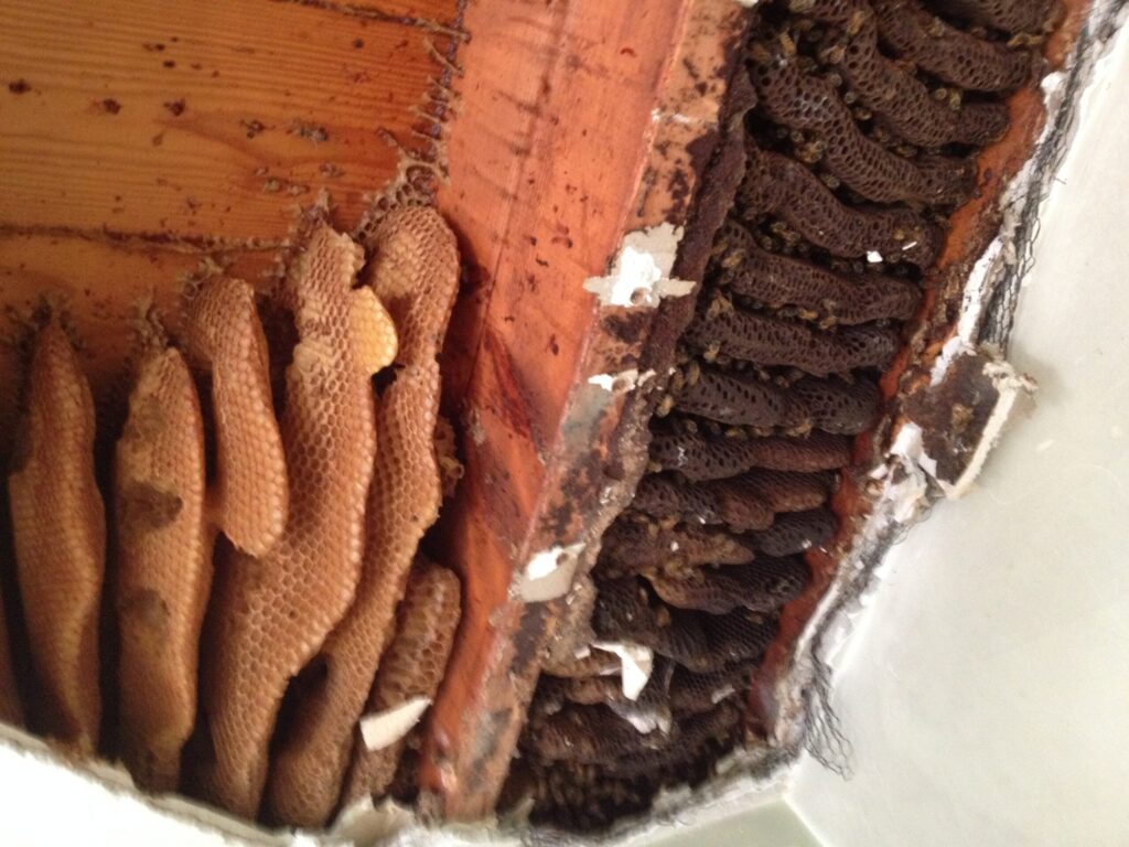 honeybee hive in building cavity