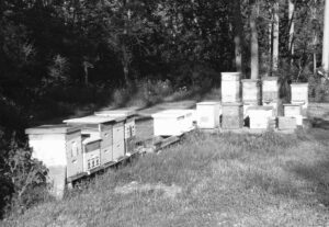 backyard bees black & white