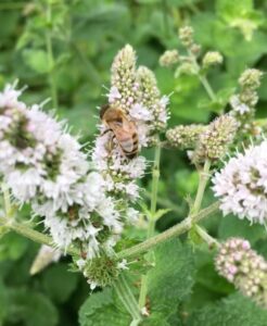 honeybee on mint